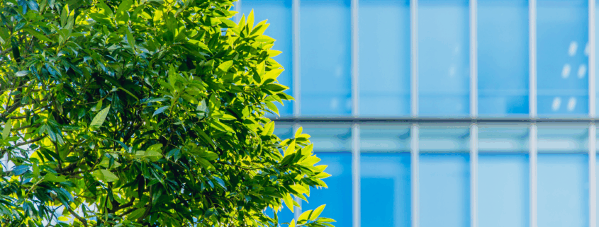 Clean office windows with a view of greenery on a sunny day.