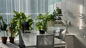 Office desk with plants and natural light creating a comfortable work environment